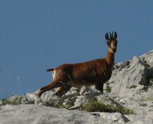 Chamois