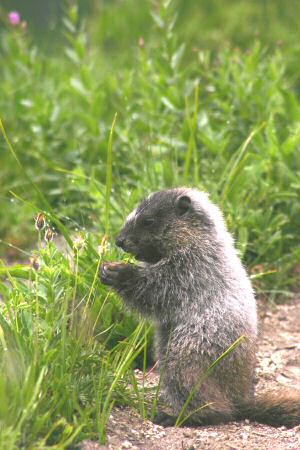 Marmotte